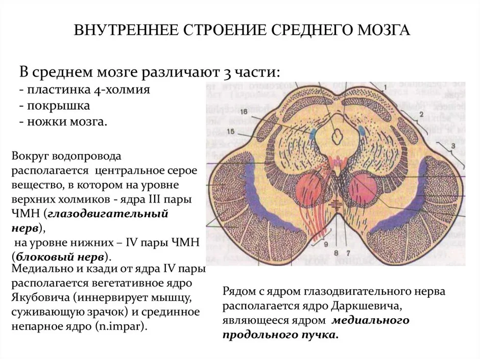 Средний мозг на картинке