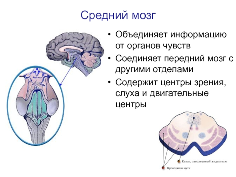 Средний мозг презентация