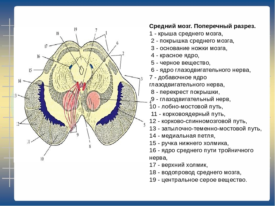 Средний мозг срез схема