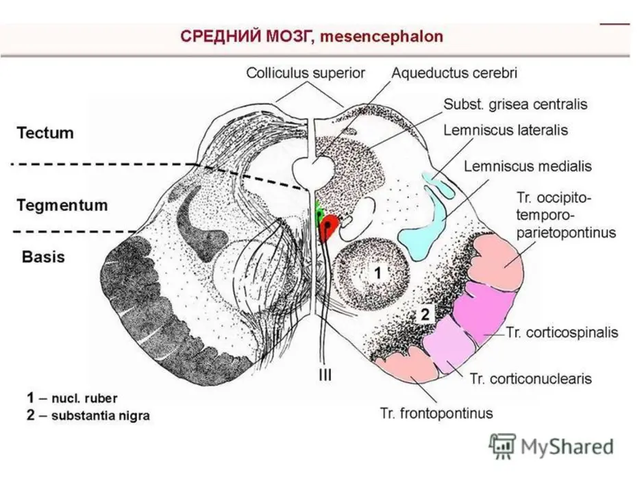 Средний мозг. Покрышка среднего мозга строение. Строение ядер среднего мозга. Поперечный срез среднего мозга ядра.