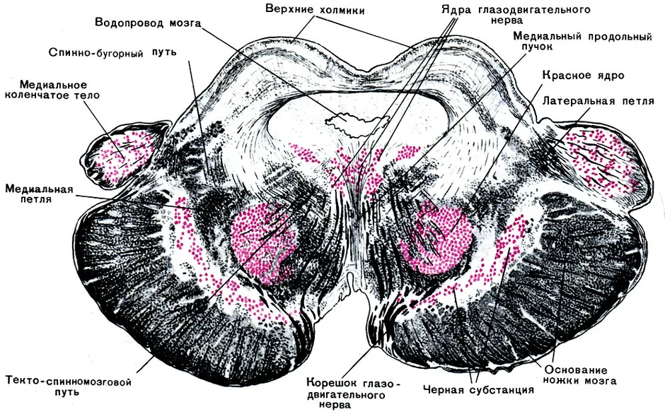 Ядра среднего мозга. Красное ядро на разрезе среднего мозга. Поперечный срез среднего мозга покрышка. Ядра четверохолмия среднего мозга. Средний мозг поперечный разрез на уровне верхних холмиков.