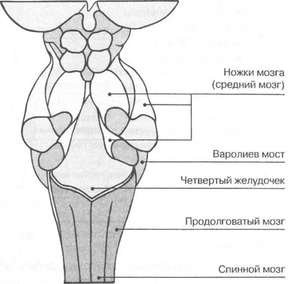 Ножки мозга отдел. Строение ножки мозга среднего мозга. Анатомическое строение ствола мозга. Строение продолговатого, среднего мозга и моста. Схема внутреннего строения среднего мозга.