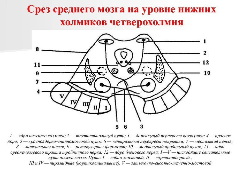 Средний мозг срез схема