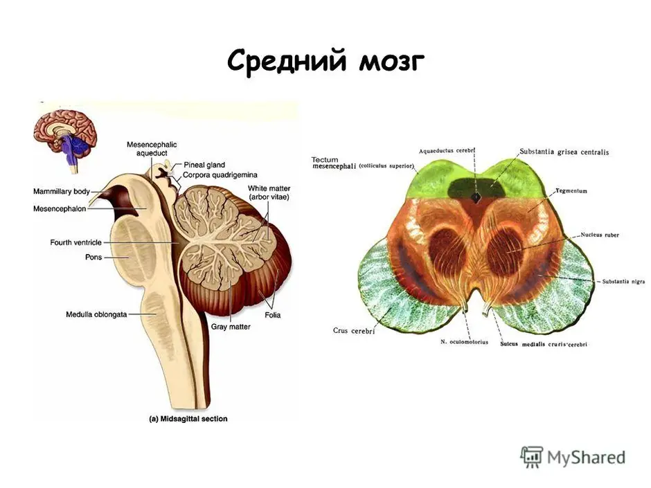 Средний мозг на картинке