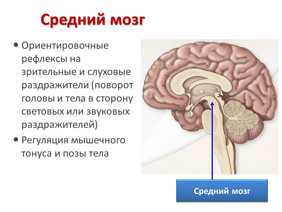 Средний мозг на картинке