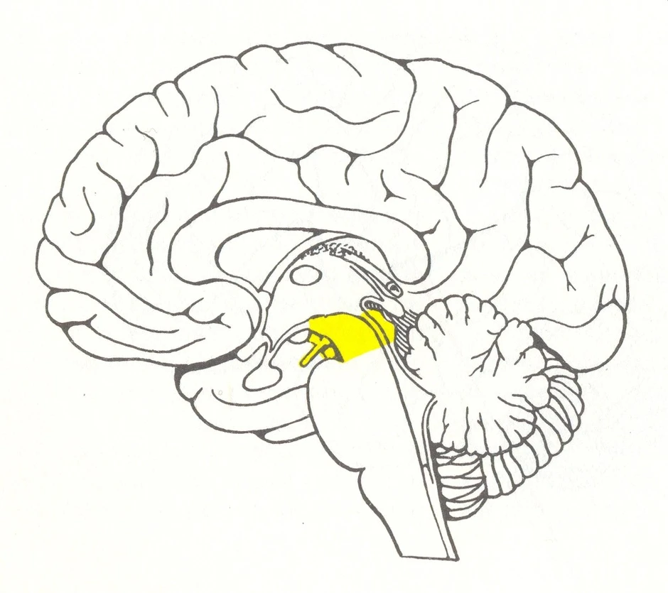Средний мозг на картинке