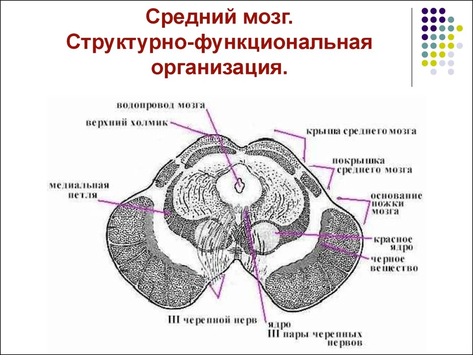 Поперечный срез среднего мозга схема