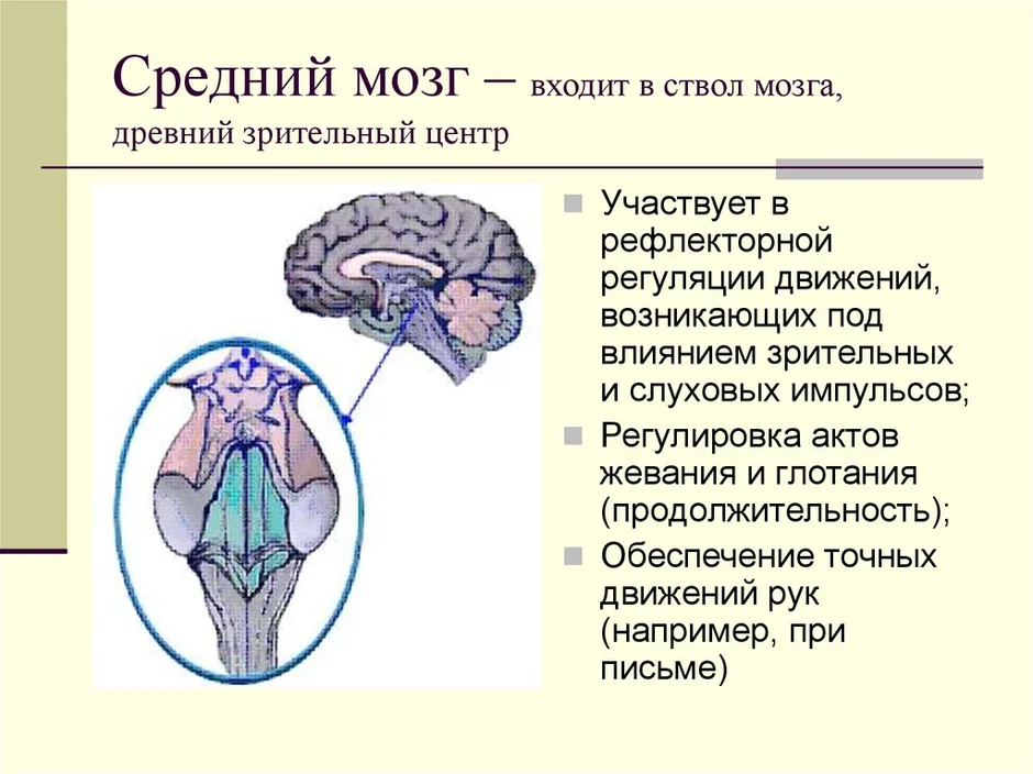 Средний мозг картинка