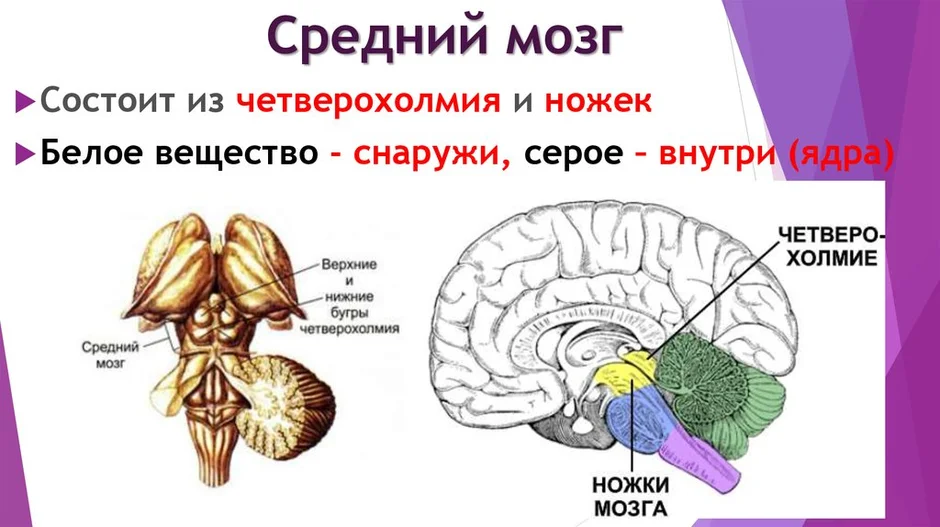 Область среднего мозга. Средний мозг рисунок. Покрышка среднего мозга. Средний мозг ножки.