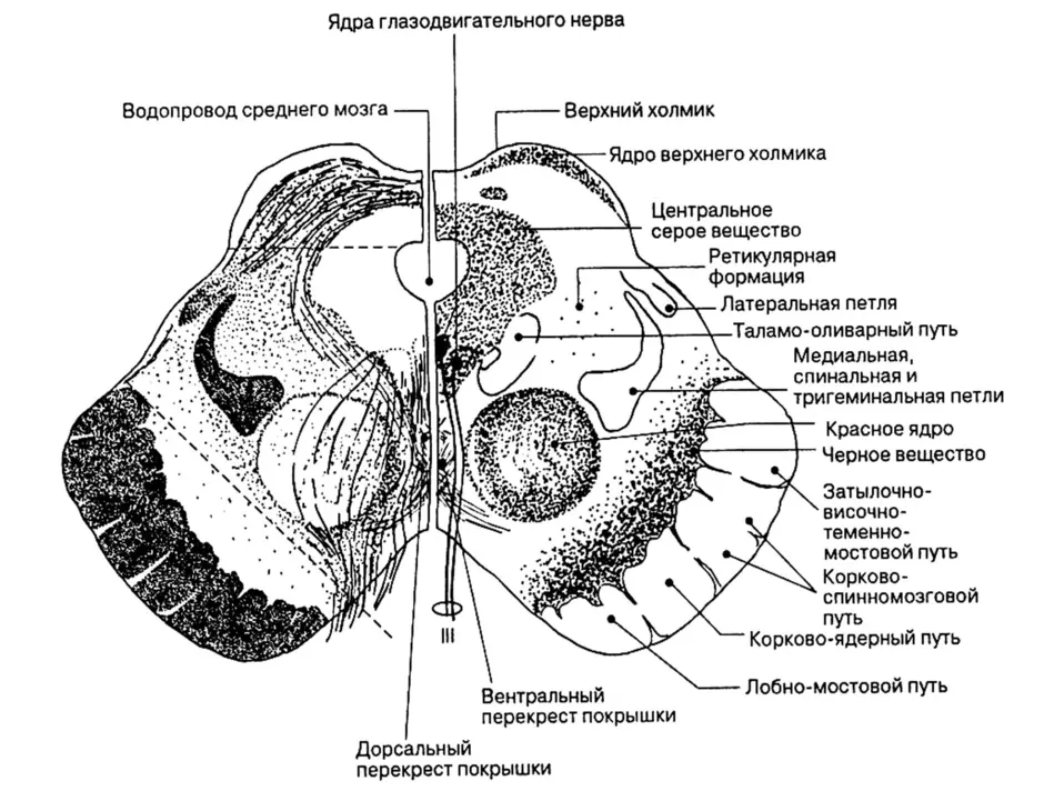 Поперечный срез среднего мозга схема