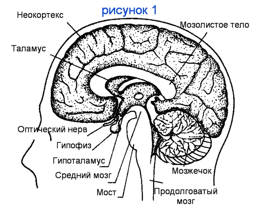 Рисунок головного мозга человека