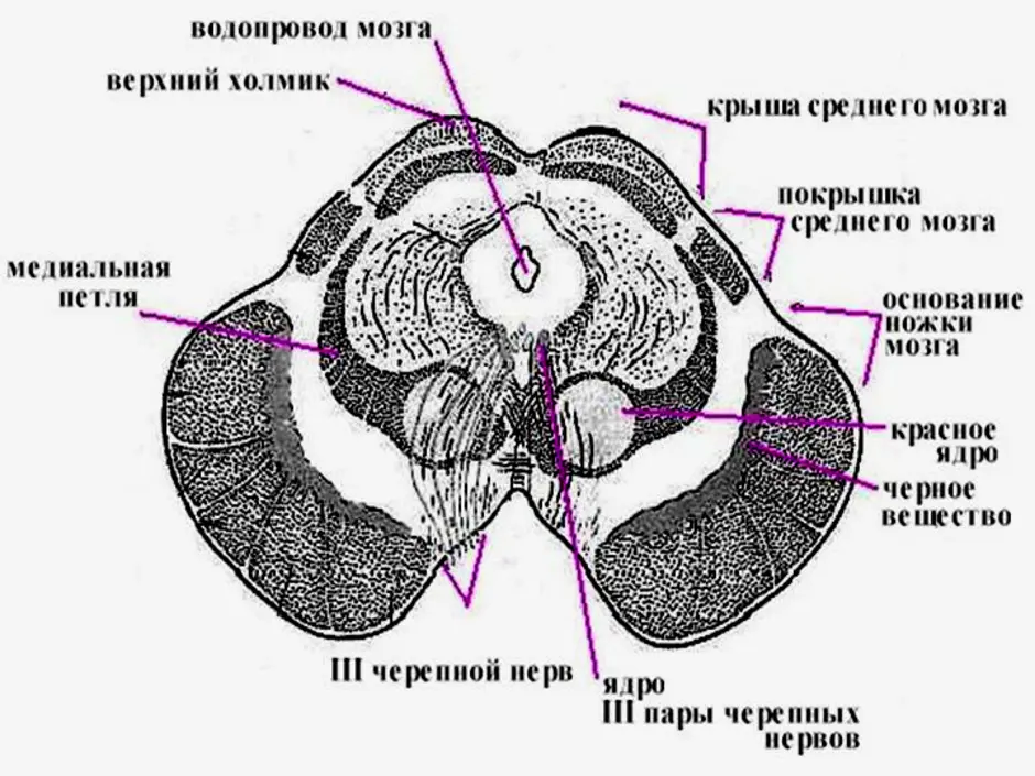 Ножки мозга отдел. Средний мозг строение ядра. Строение среднего мозга анатомия. Ядра четверохолмия среднего мозга. Внутреннее строение среднего мозга.