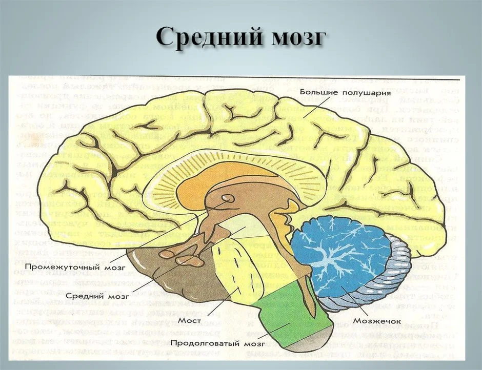 Что входит в средний мозг. Средний мозг рисунок. Средний мозг вид сверху. Средний мозг какой бассейн.