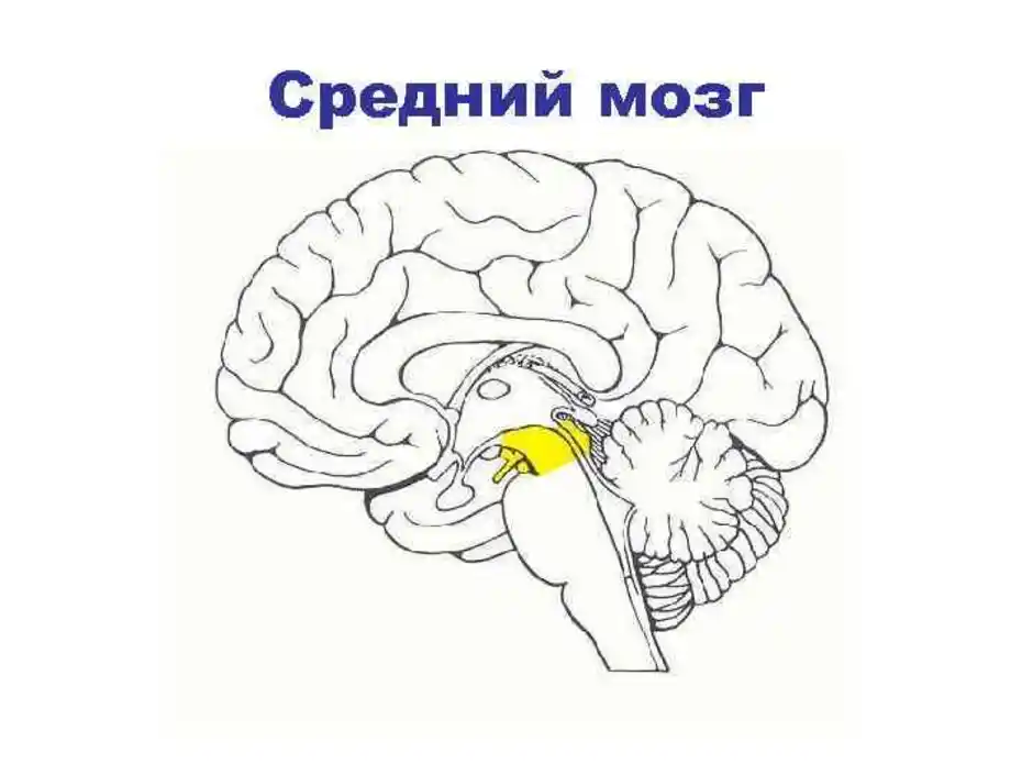 Промежуточное задний средний мозг. Промежуточный мозг рисунок. Средний мозг рисунок. Средний и промежуточный мозг. Средний мозг и промежуточный мозг.