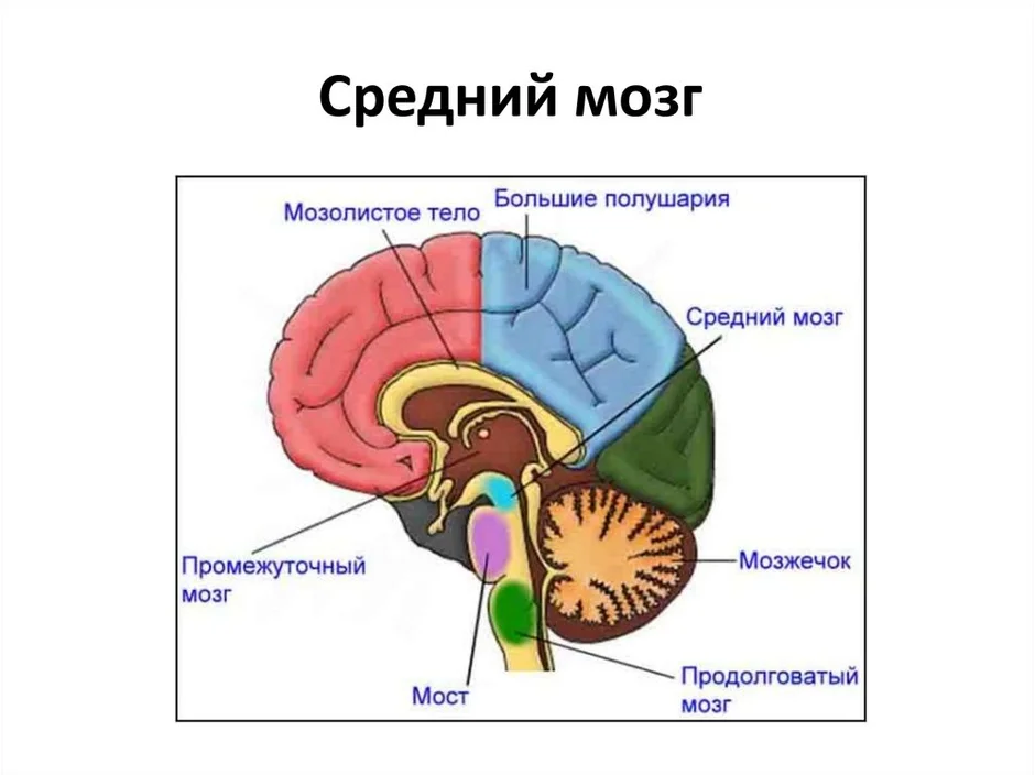 Средний мозг на картинке