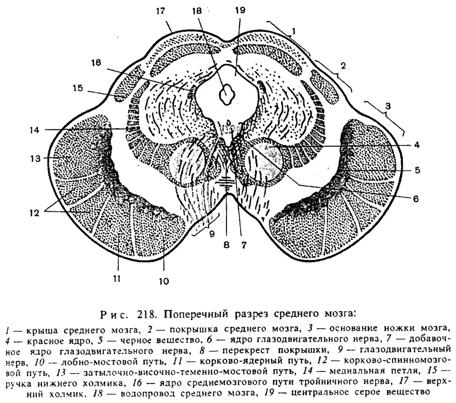 Какой цифрой на рисунке обозначен средний мозг