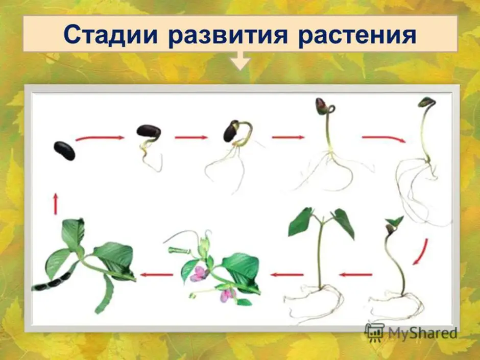 Этапы роста и развития растения. Этапы развития семени растений. Стадии развития растений. Периоды развития растений. Последовательность развития растения.