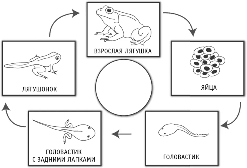 Подпишите на рисунке основные стадии развития лягушки