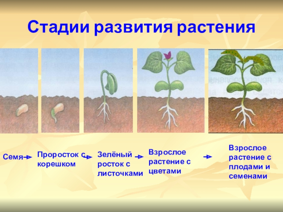 Составьте сообщение о развитии семени используя рисунок назовите процессы