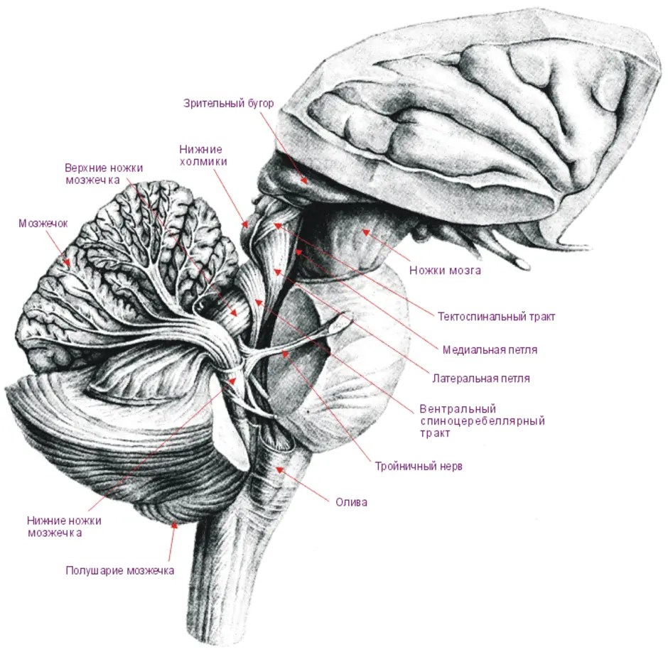 Ноги мозг голова. Ножки мозжечка анатомия строение. Нижняя мозжечковая ножка анатомия. Мозжечок боковой срез ножки мозжечка. Червь мозжечка и продолговатый мозг.