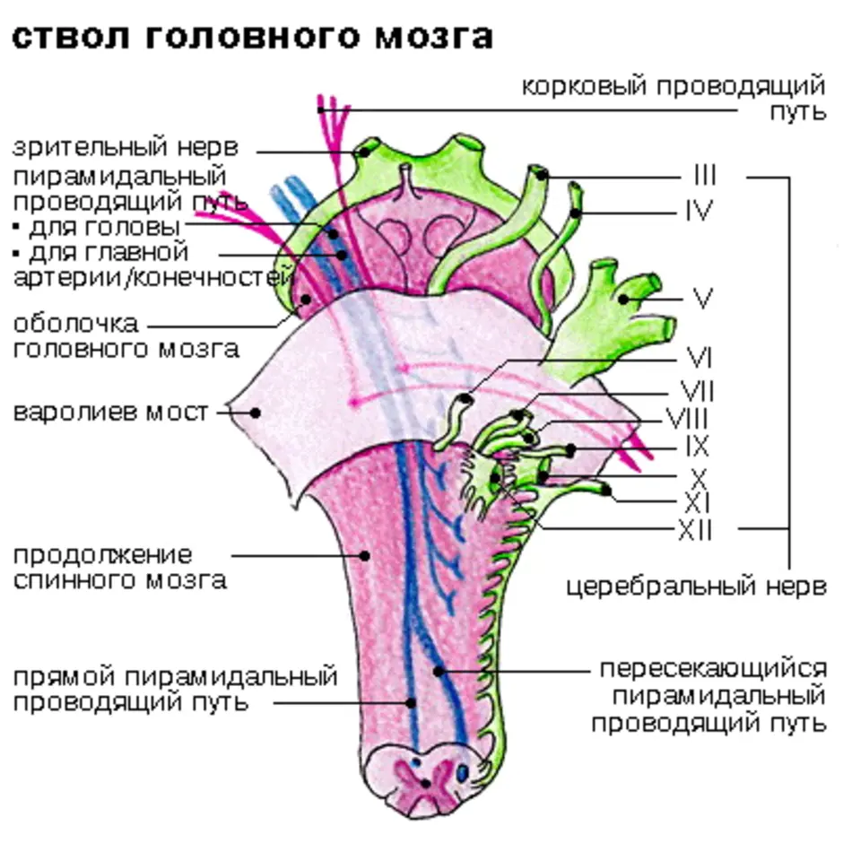 Какие отделы мозга входят в состав ствола. Анатомия ствола головного мозга. Анатомическое строение ствола мозга. Ствол мозга схема. Топография ствола головного мозга.