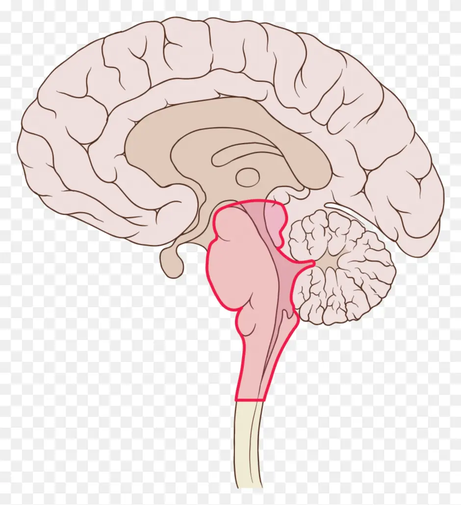 Рак ствола головного мозга. Ventromedial prefrontal Cortex. Ventrolateral prefrontal Cortex.