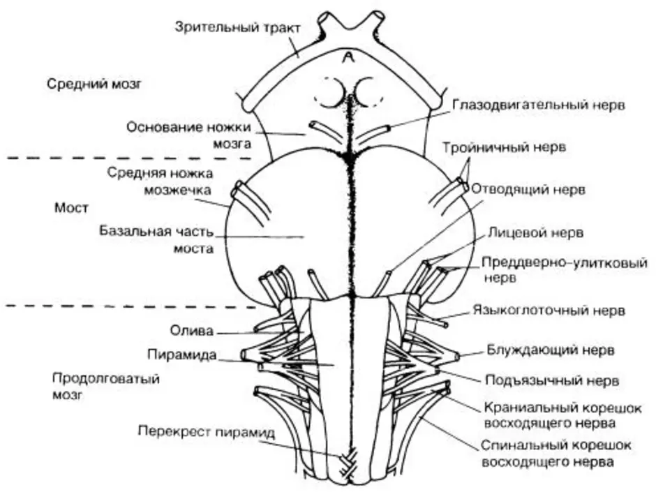 Каким номером на рисунке обозначен продолговатый мозг. Передняя поверхность ствола головного мозга. Продолговатый мозг анатомия строение. Дорсальная поверхность ствола головного мозга. Схема продолговатого мозга анатомия.