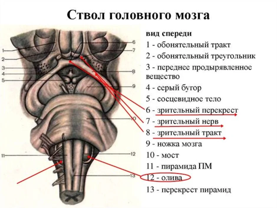 Ствол латынь. Ствол головного мозга вид спереди. Ствол мозга схема вид спереди. Ствол мозга анатомия дорсальная поверхность. Схема внутреннего строения отделов ствола головного мозга.