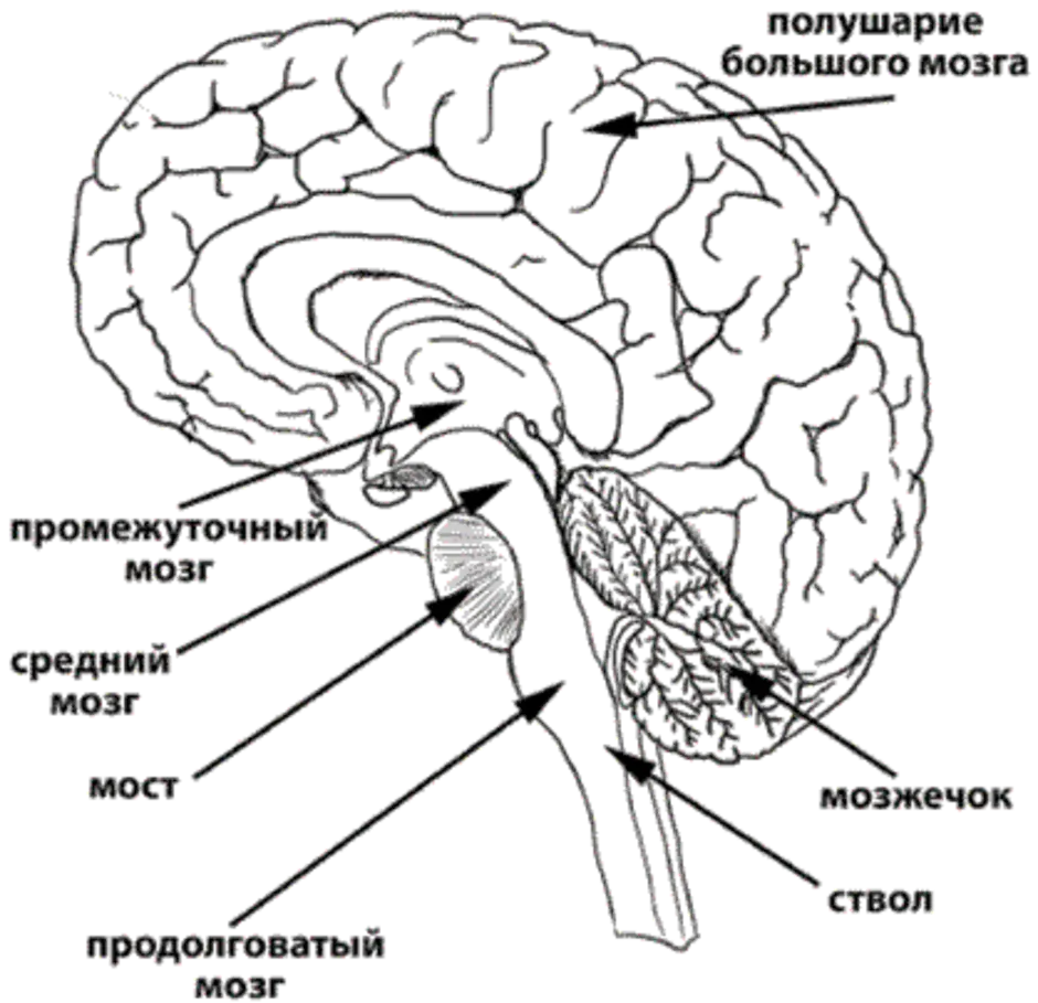 Какие отделы мозга входят в состав ствола. Строение отделов ствола мозжечок. Ствол мозга схема. Строение ствола мозга человека схема. Схема внутреннего строения отделов ствола головного мозга.