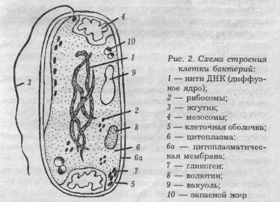 Строение клетки бактерии 5