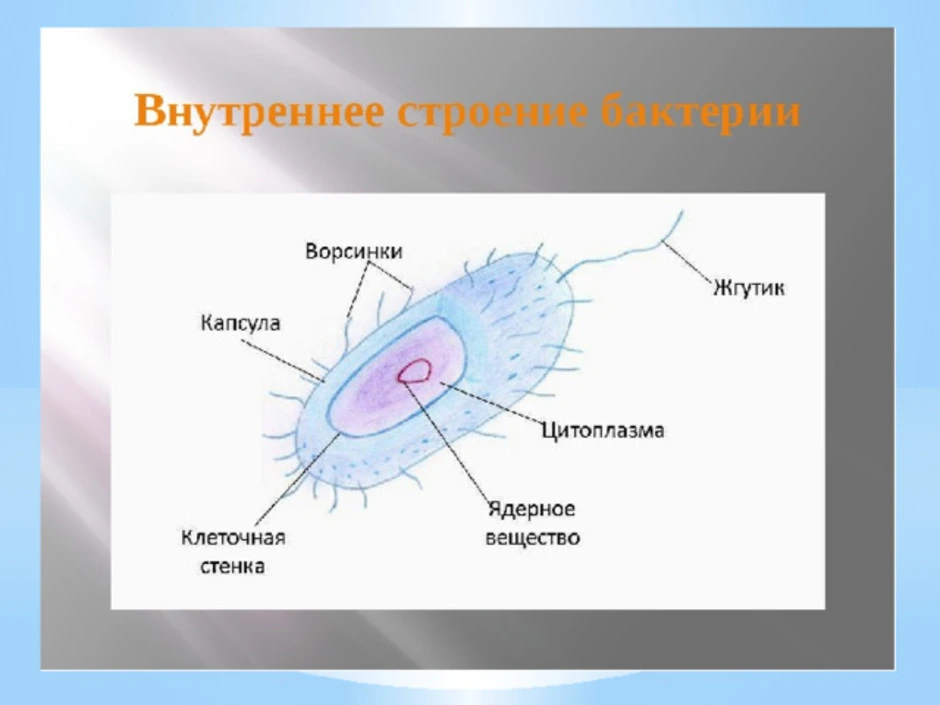 Рисунок бактерии с подписями