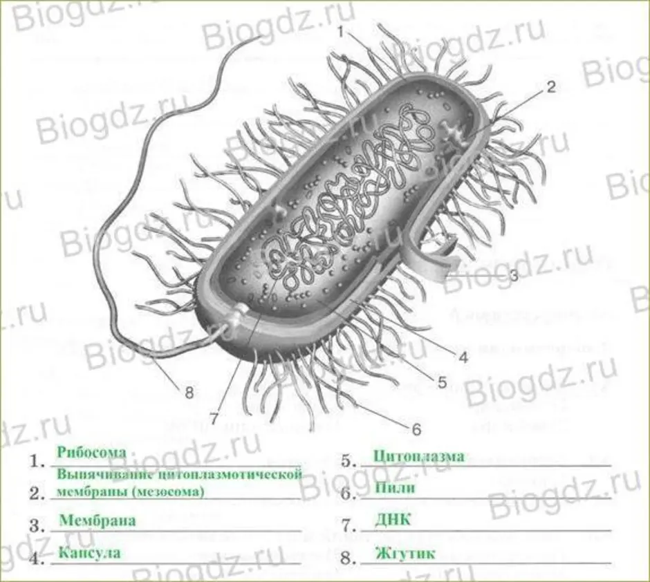 Соотнеси основные части бактериальной клетки с цифрами на изображении