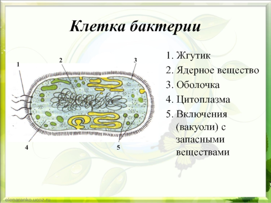 Клетки большинства бактерий можно. Схема строения бактериальной клетки 5 класс. Строение бактериальной клетки 5 класс биология. Основные части бактериальной клетки рисунок. Строение бактериальной клетки 5 класс биология рисунок.