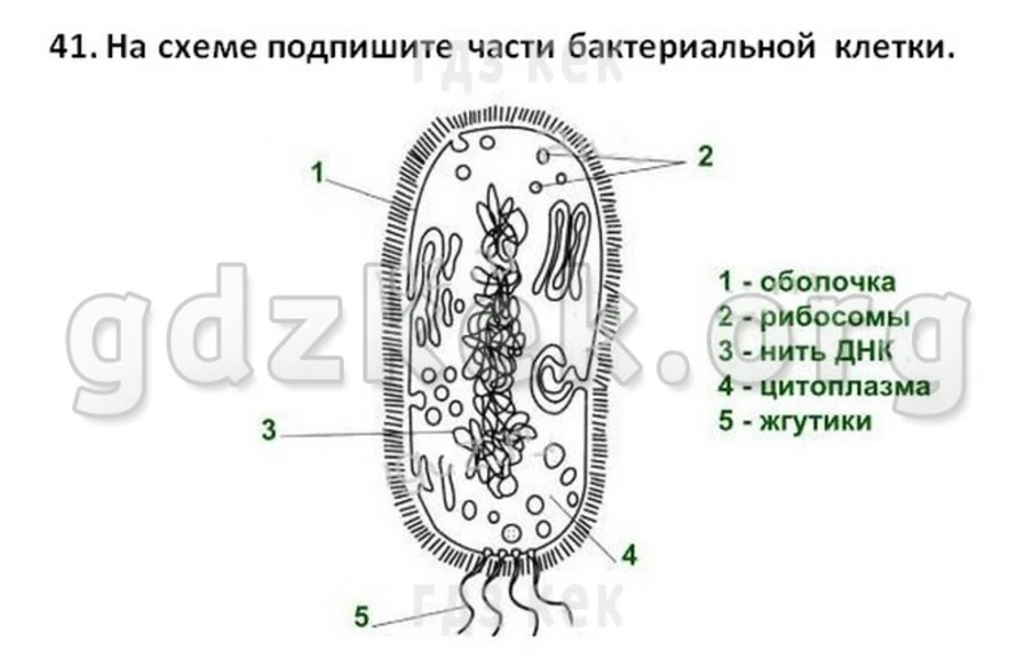 Соотнеси основные части бактериальной клетки с цифрами на изображении