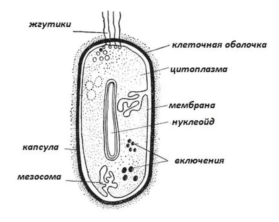 Прокариоты теория. Строение бактериальной клетки рисунок ЕГЭ. Строение бактериальной клетки ЕГЭ. Строение бактериальной клетки ЕГЭ биология. Схема строения бактериальной клетки биология 7 класс.