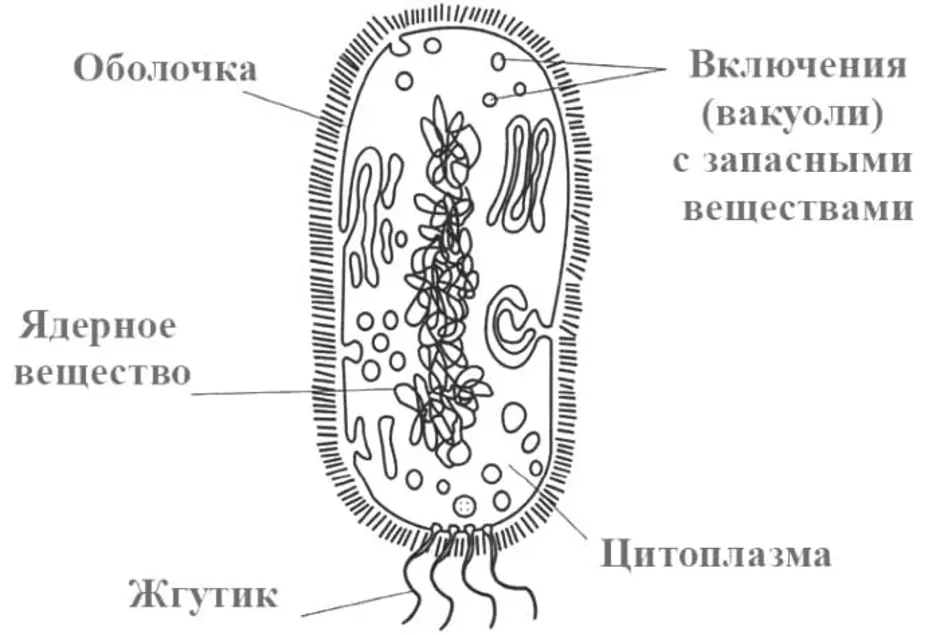 Рисунок бактерии 5 класс