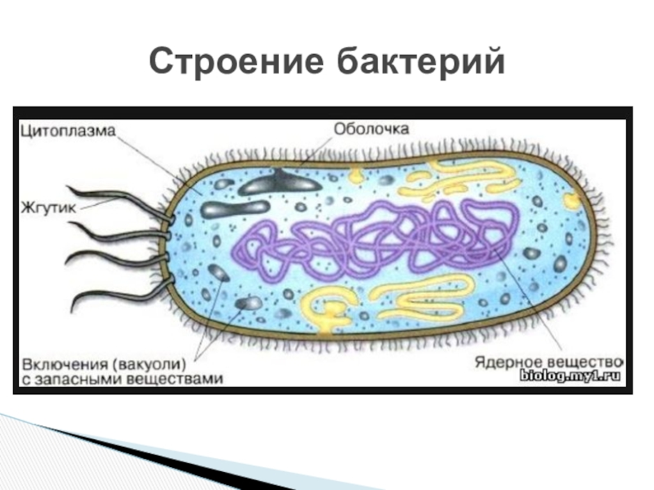 Бактерия картинка с подписями