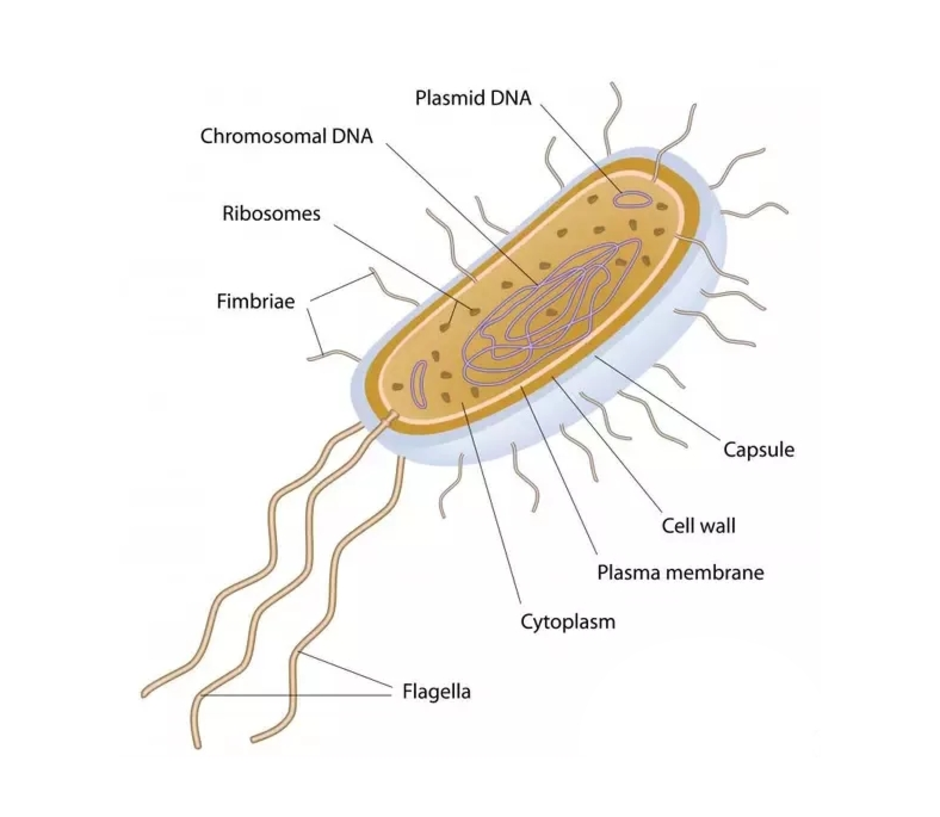 Строение бактерии рисунок