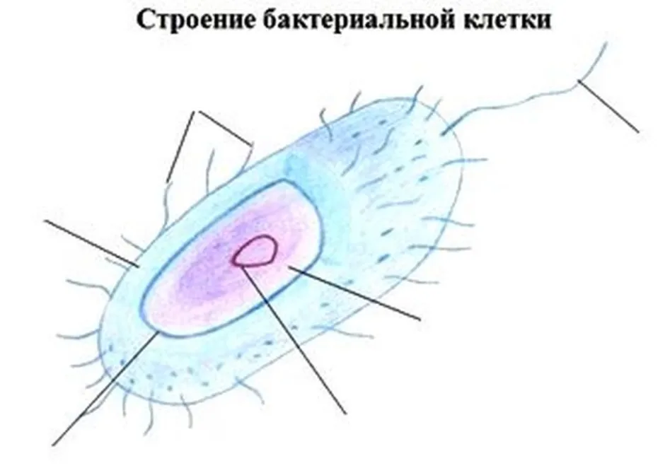 Бактерия рисунок без подписей