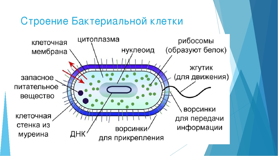 Схема строения бактерий