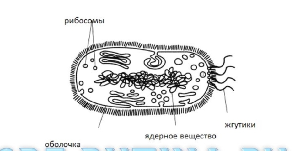 Соотнеси основные части бактериальной клетки с цифрами на изображении