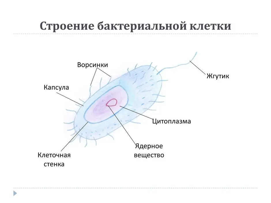 Строение бактериальной клетки 7 класс рисунок с подписями