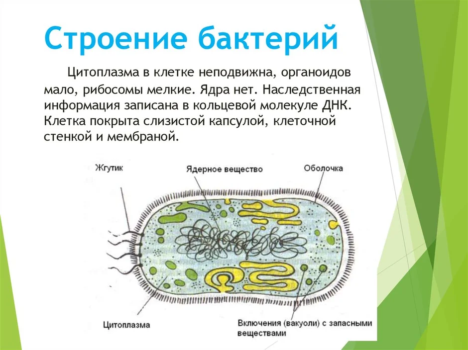 Каким номером на рисунке обозначена часть клетки которую бактерии способны передавать путем кон