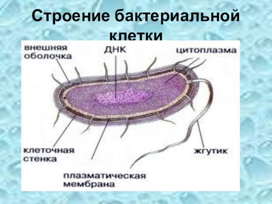 Особенности клетки бактерии 5 класс. Строение бактериальной клетки 5 класс биология. Модель бактериальной клетки 5 класс биология. Строение бактериальной клетки 10 класс схема. Биология 5 класс модель бактериальной клетки строение.