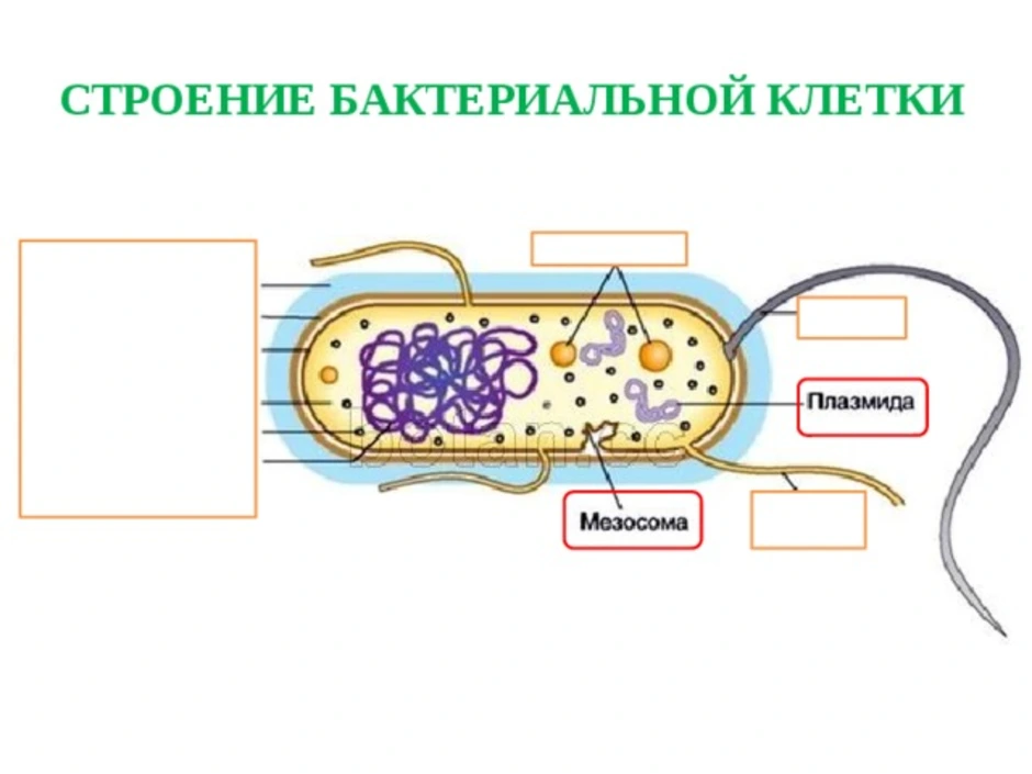 Тест строение бактерий. Строение бактериальной клетки 7 класс. Схема строения бактериальной клетки без подписей. Строение бактериальной клетки 7 класс биология. Модель бактериальной клетки 5 класс биология.