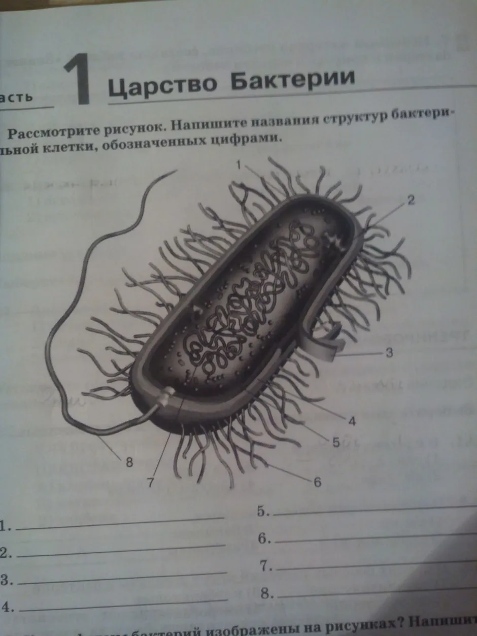 Огэ биология бактерии. Схема строения бактериальной клетки биология. Схема строения бактериальной клетки 5 класс биология. Бактериальная клетка 9 класс биология. Строение клетки бактерии 5 класс.