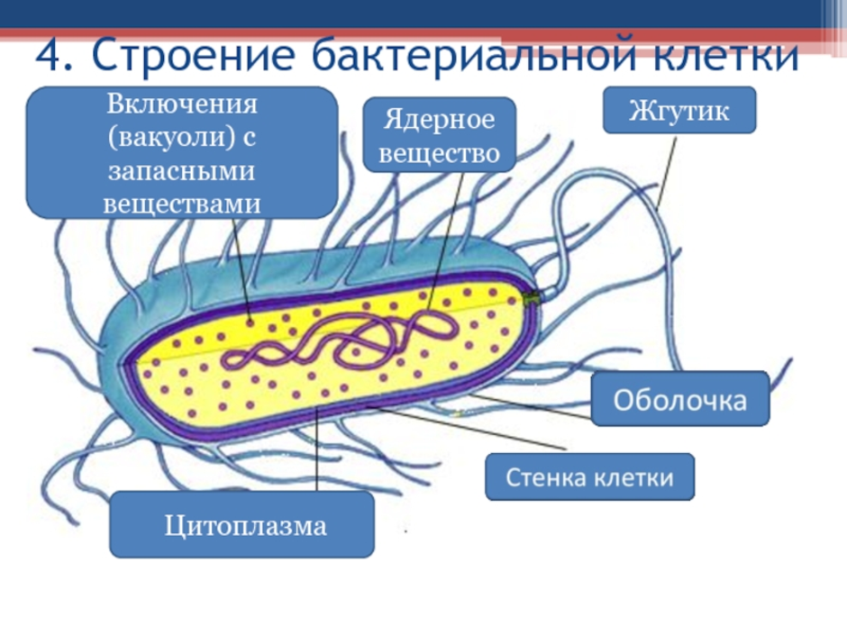 Ядерное вещество у бактерий расположено в. Вакуоль строение клетки бактерии. Бактерии строение клеток размножение. Строение бактериальной клетки включения. Строение включений бактерий.