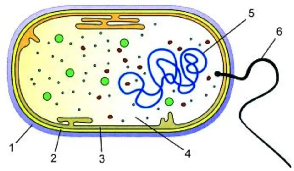 Ядерное вещество у бактерий расположено в. Строение бактериальной клетки 5 класс биология. Строение бактериальной клетки рисунок. Строение бактерии 5 класс биология. Строение бактериальной клетки 5 класс биология рисунок с подписями.