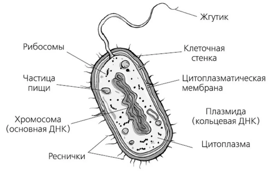 Тест строение бактерий. Схематическое изображение строения бактериальной клетки. Схема строения бактериальной клетки рисунок 5 класс. Строение микробной клетки рисунок. Строение бактериальной клетки рисунок.