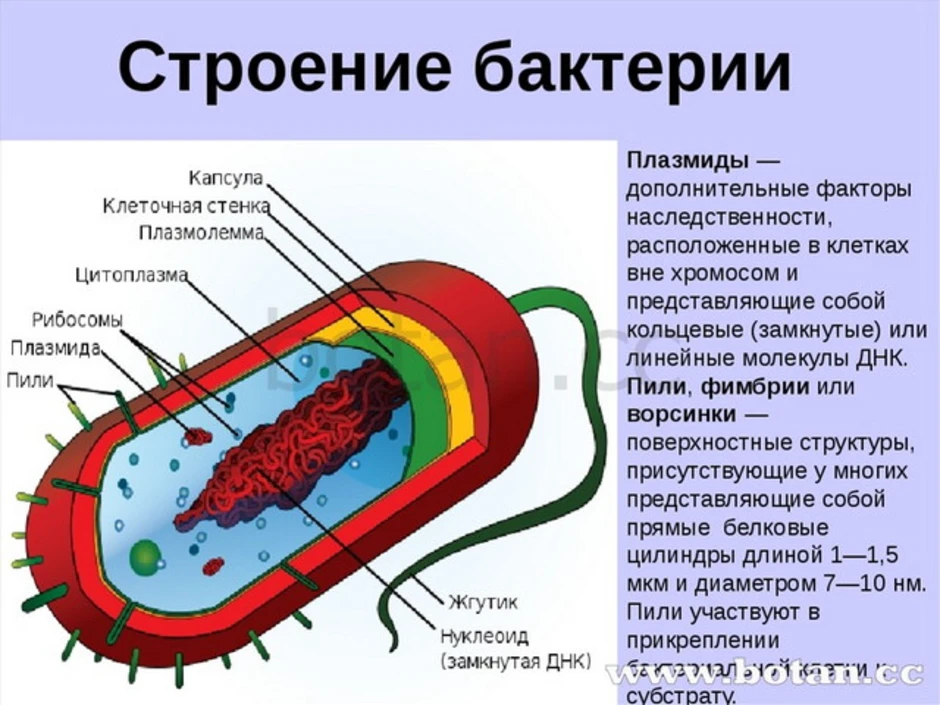 Строение кишечной палочки рисунок